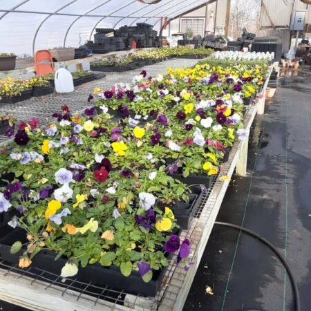 Snow Creek Nursery